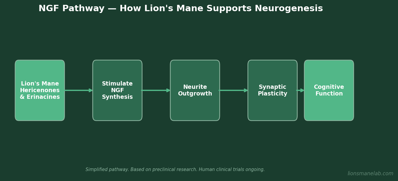 Flowchart diagram illustrating the NGF signaling pathway from lion's mane compounds to neuron growth and survival